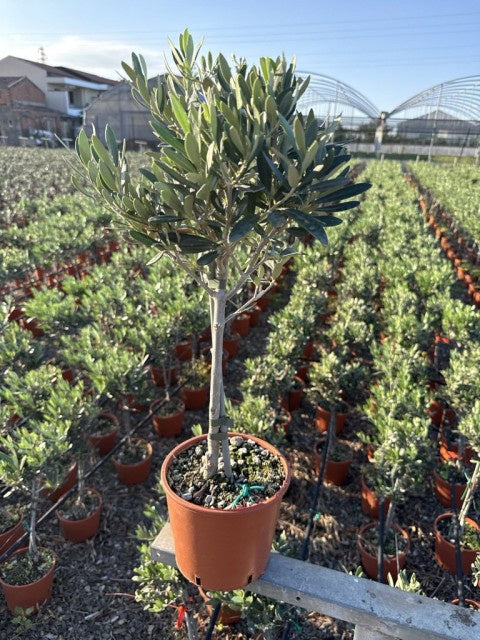 Olea Europaea on Stem / P15 - 65cm-Easy Garden Centre