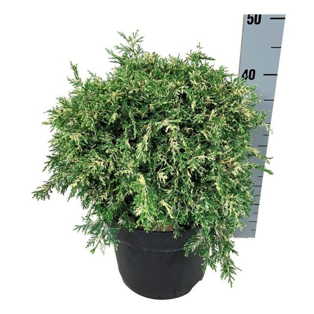 Chamaecyparis Lawsoniana Pearly Swirls / C7,5 50cm-Easy Garden Centre