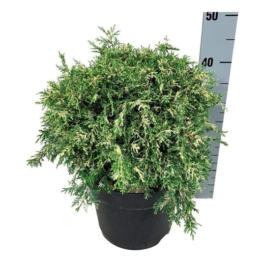 Chamaecyparis Lawsoniana Pearly Swirls / C7,5 50cm-Easy Garden Centre