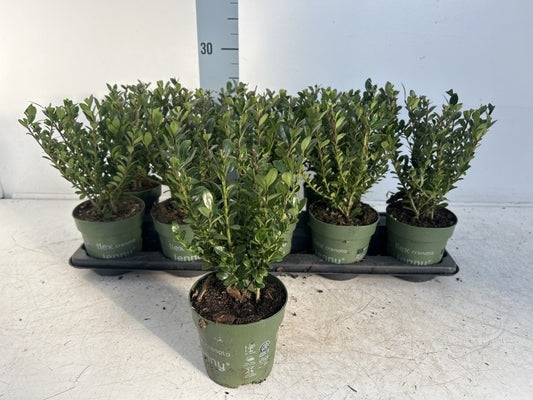 Ilex Crenata Jenny / P10 - 25cm-Easy Garden Centre