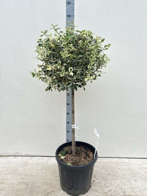Ilex Aquifolium Argentea Marginata Stam / C18 - 120cm-Easy Garden Centre