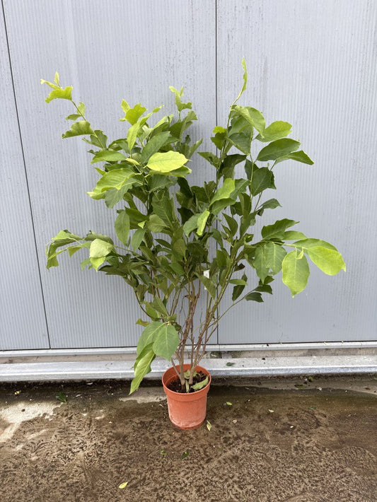 Magnolia Soulangeana / C10 - 130cm-Easy Garden Centre