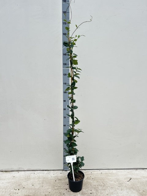 Trachelospernum Jasminoides / C3 - 130cm-Easy Garden Centre