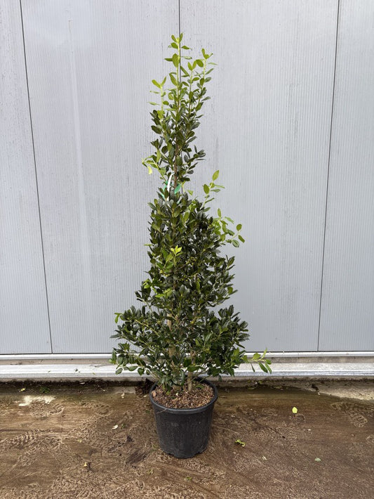 Ilex Aquifolium Nelly Stevens / C30 - 200cm-Easy Garden Centre