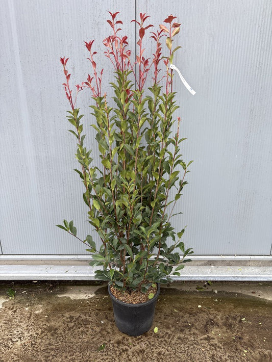Photinia Fraseri Robusta Compacta / C18 - 180cm-Easy Garden Centre