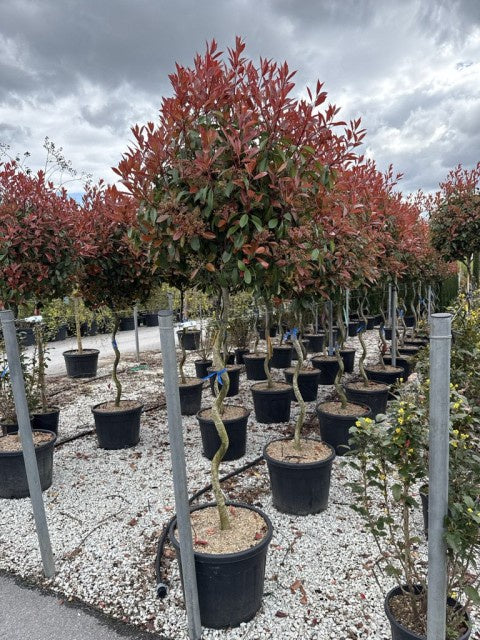 Photinia Fraseri Red Robin Spiraal / C70 - 250cm-Easy Garden Centre