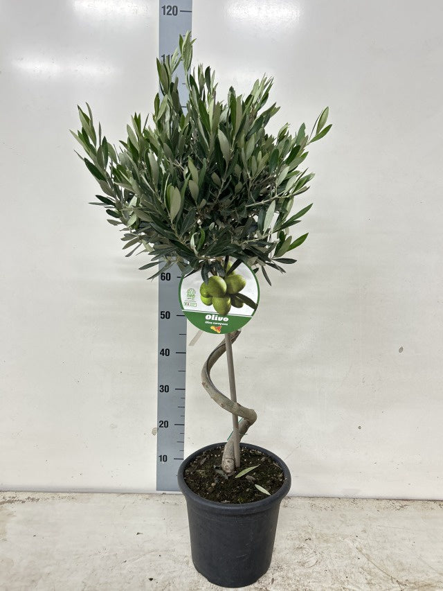 Olea Europaea Spiral / P22 - 100cm-Easy Garden Centre