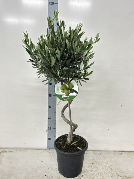 Olea Europaea Spiral / P22 - 100cm-Easy Garden Centre