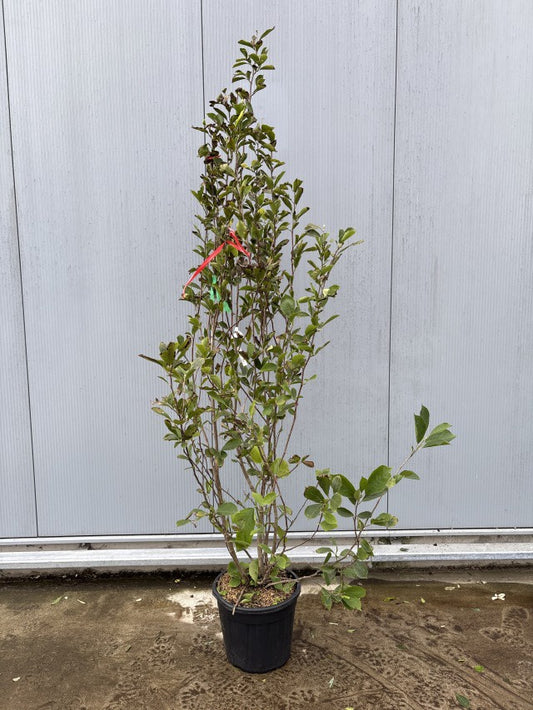 Magnolia Soulangeana / C35 - 230cm-Easy Garden Centre