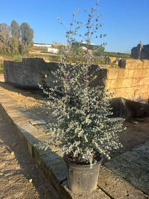 Eucalyptus Azura / P30 - 160cm-Easy Garden Centre