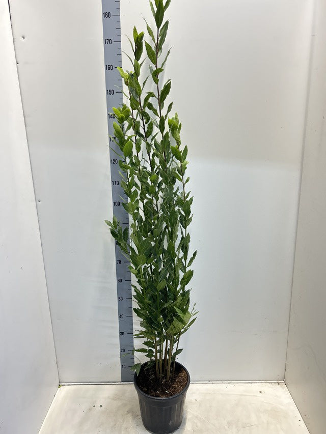 Laurus Nobilis / P24 - 120cm-Easy Garden Centre