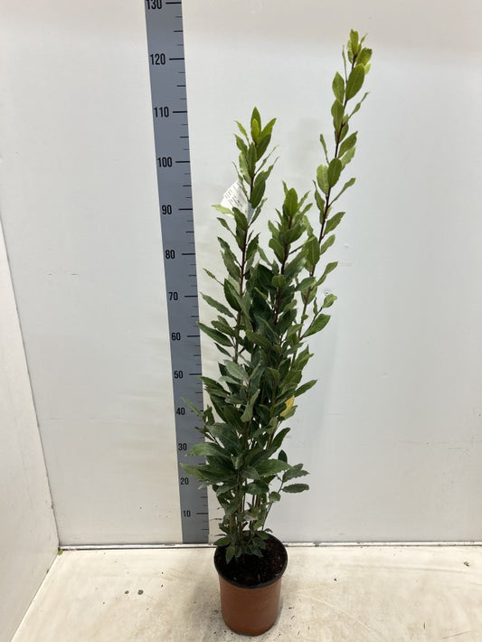 Laurus Nobilis / P17 - 60cm-Easy Garden Centre