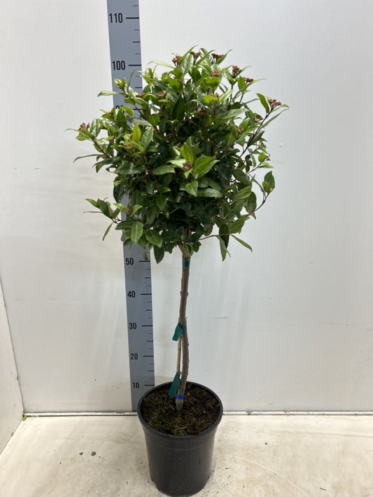 Viburnum Tinus Spirit Stem / P24 - 100cm-Easy Garden Centre