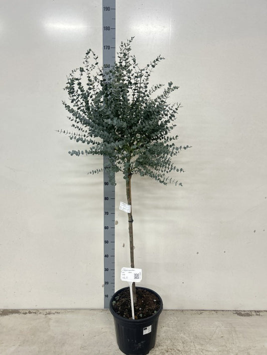 Eucalyptus Azura Stem / P30 - 140cm-Easy Garden Centre