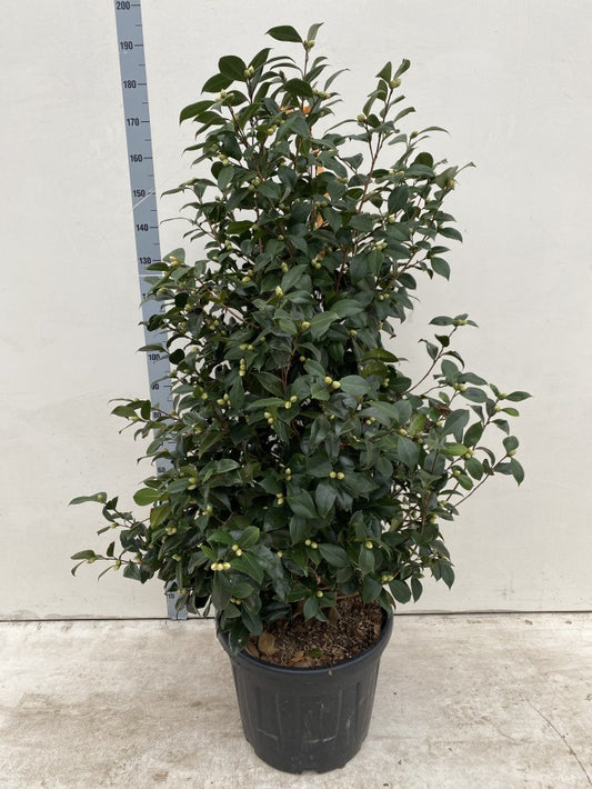 Camellia Japonica Mix / C55 - 160cm-Easy Garden Centre
