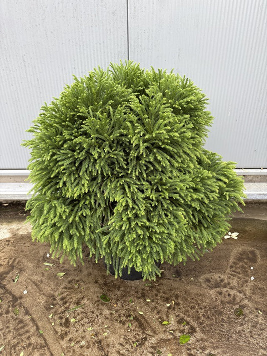 Cryptomeria Japonica Globosa Nana / C25 - 90cm-Easy Garden Centre