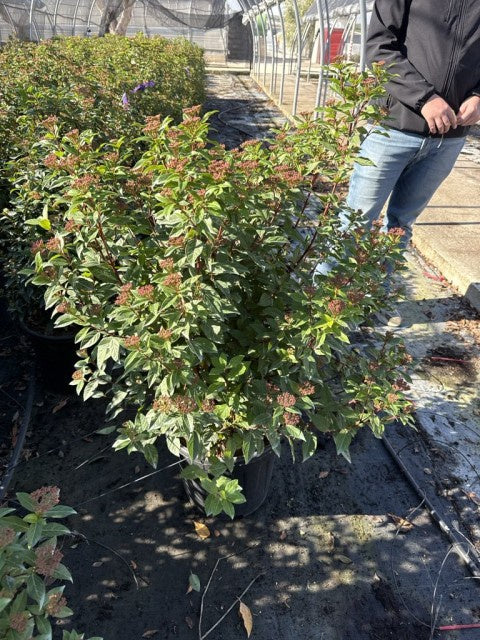 Viburnum Tinus Spirit / P40 - 120cm-Easy Garden Centre