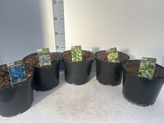 Hosta Mix / C5 - 35cm-Easy Garden Centre