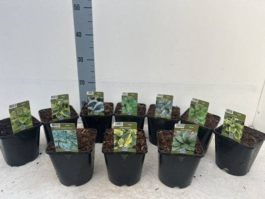 Hosta Mix / C1,5 - 25cm-Easy Garden Centre