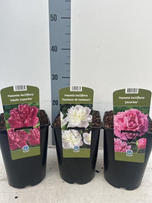 Paeonia Lactiflora Mix / V3 - 30cm-Easy Garden Centre