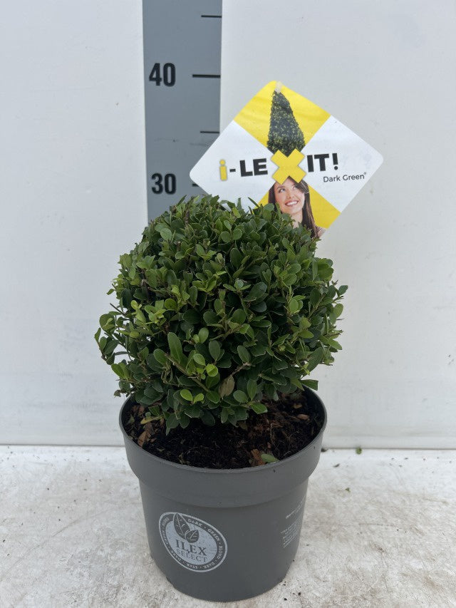 Ilex Crenata Dark Green Ball / C2 - 30cm-Easy Garden Centre