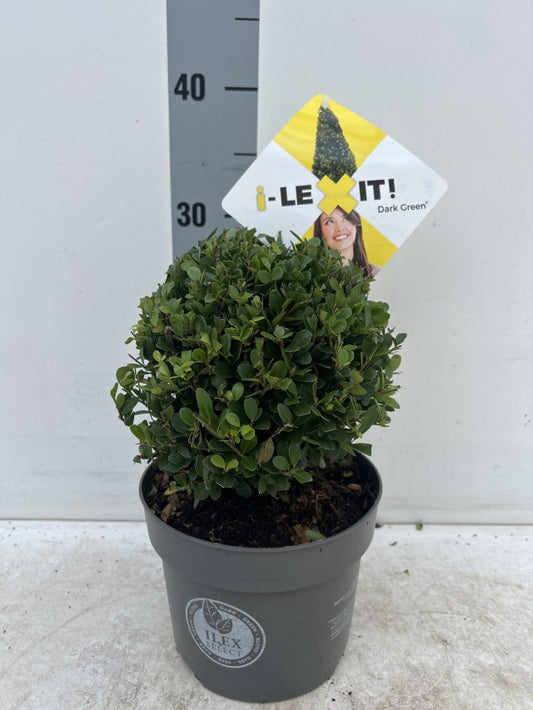Ilex Crenata Dark Green Ball / C2 - 30cm-Easy Garden Centre