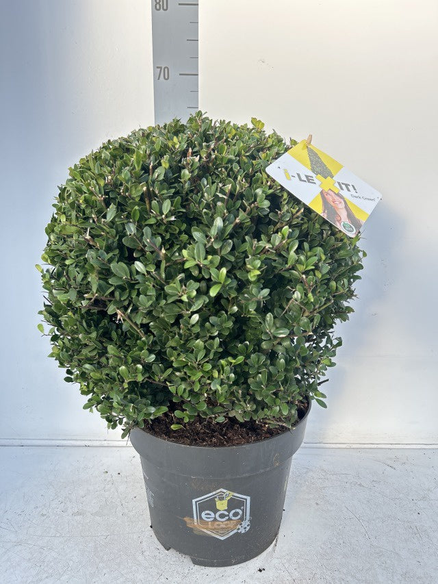 Ilex Crenata Dark Green Ball / C10 - 60cm-Easy Garden Centre