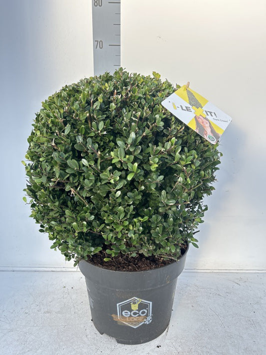 Ilex Crenata Dark Green Ball / C10 - 60cm-Easy Garden Centre