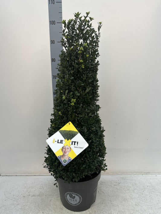 Ilex Crenata Dark Green Cone / C10 - 120cm-Easy Garden Centre