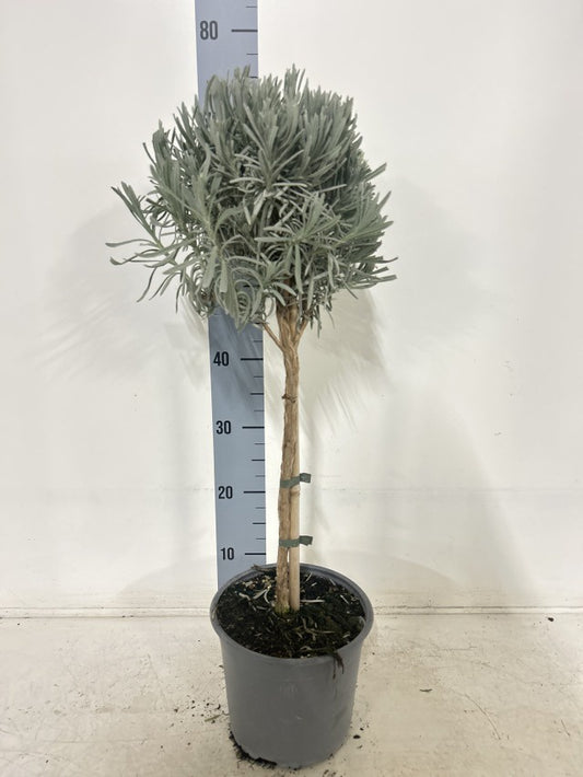Lavandula Angustifolia Stem / P18 - 85cm-Easy Garden Centre