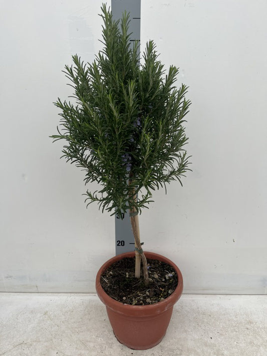 Rosmarinus Officinalis Stem / P25 - 85cm-Easy Garden Centre