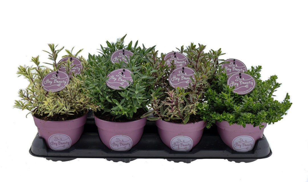 Hebe Hey Beauty Mix / P13 25cm-Easy Garden Centre