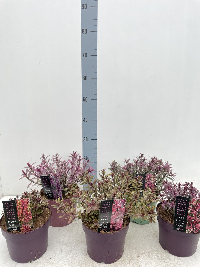 Hebe Magic Color Mix / C2 - 25cm-Easy Garden Centre