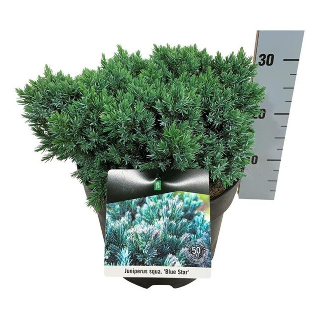 Juniperus Squamata Blue Star / C7,5 50cm-Easy Garden Centre