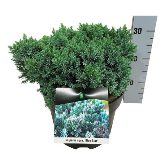 Juniperus Squamata Blue Star / C7,5 50cm-Easy Garden Centre