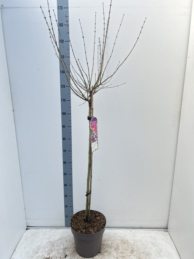 Syringa Meyeri Palabin Stem / C10 - 180cm-Easy Garden Centre
