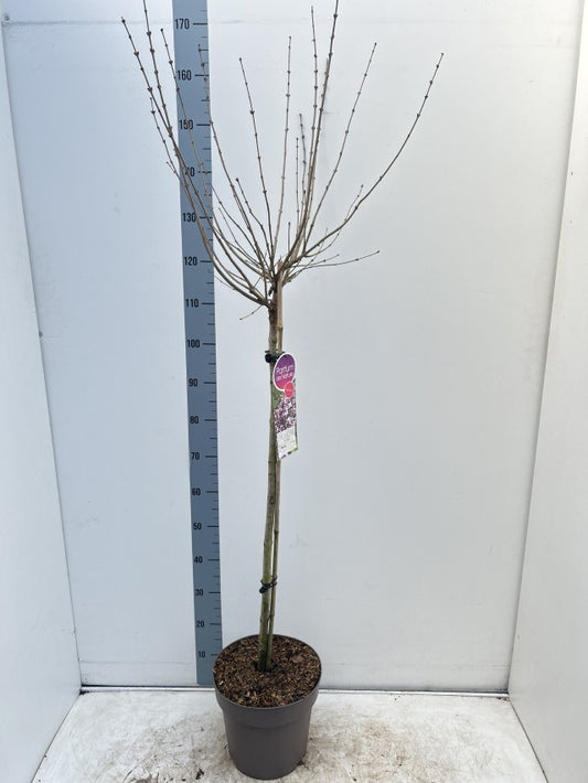 Syringa Meyeri Palabin Stem / C10 - 180cm-Easy Garden Centre