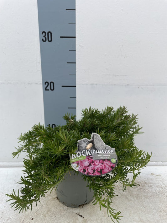 Phlox Subulata Mix / P11 - 20cm-Easy Garden Centre