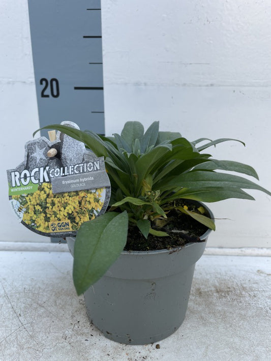 Erysimum Hybride Geel / P13 - 25cm-Easy Garden Centre
