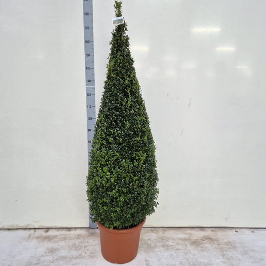 Buxus Sempervirens Cone / C25 - 145cm-Easy Garden Centre