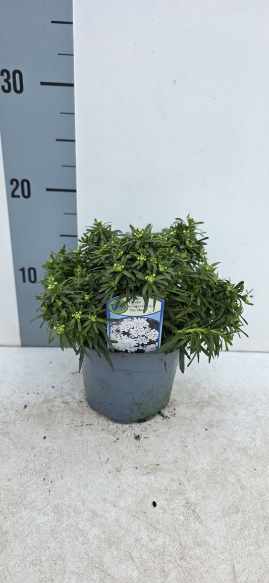Iberis Sempervirens Fishbeck / P13 - 20cm-Easy Garden Centre