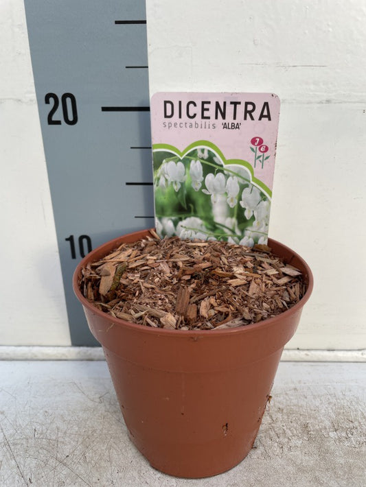 Dicentra Spectabilis Alba / P13 - 25cm-Easy Garden Centre