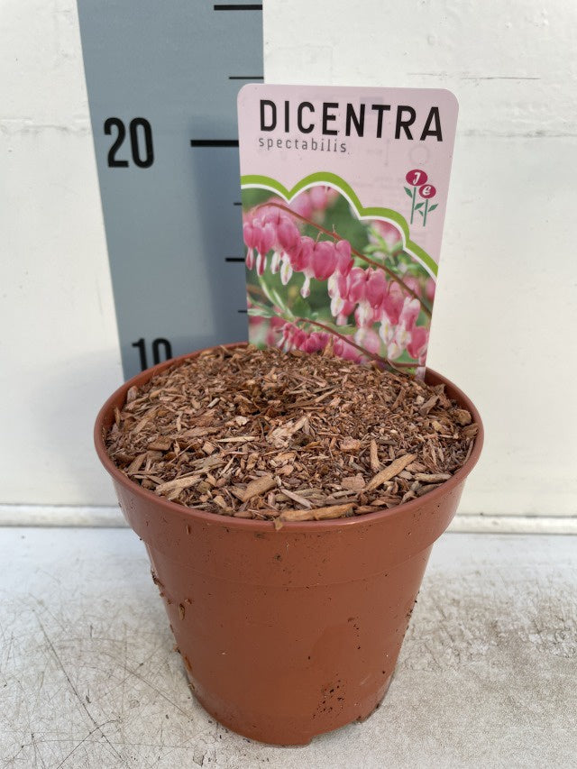 Dicentra Spectabilis Rose / P13 - 25cm-Easy Garden Centre