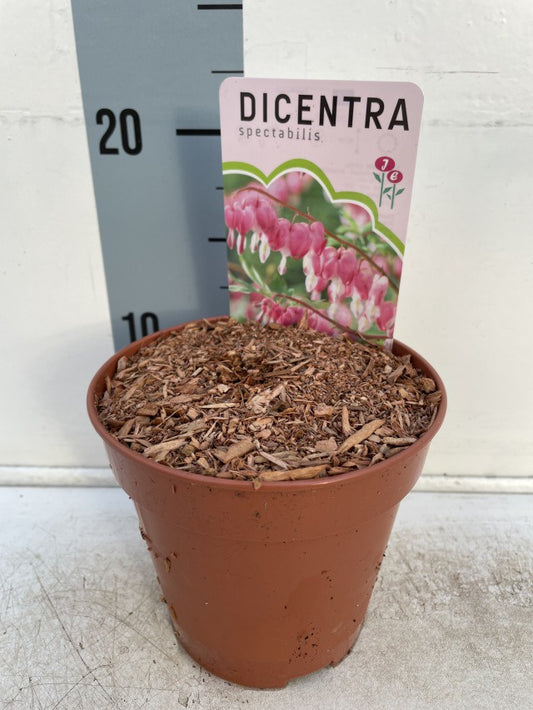 Dicentra Spectabilis Rose / P13 - 25cm-Easy Garden Centre