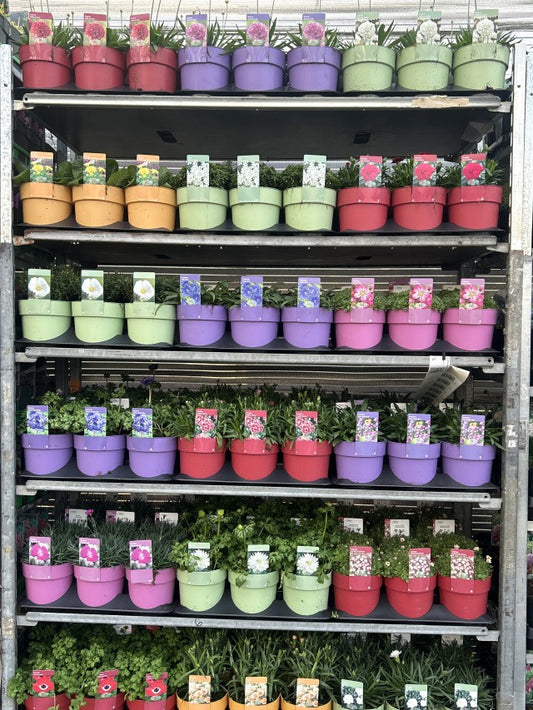 Perrenials Spring Mixtrolley / P15 - 30cm-Easy Garden Centre