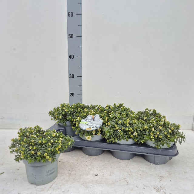 Iberis Sempervirens / P13 - 20cm-Easy Garden Centre