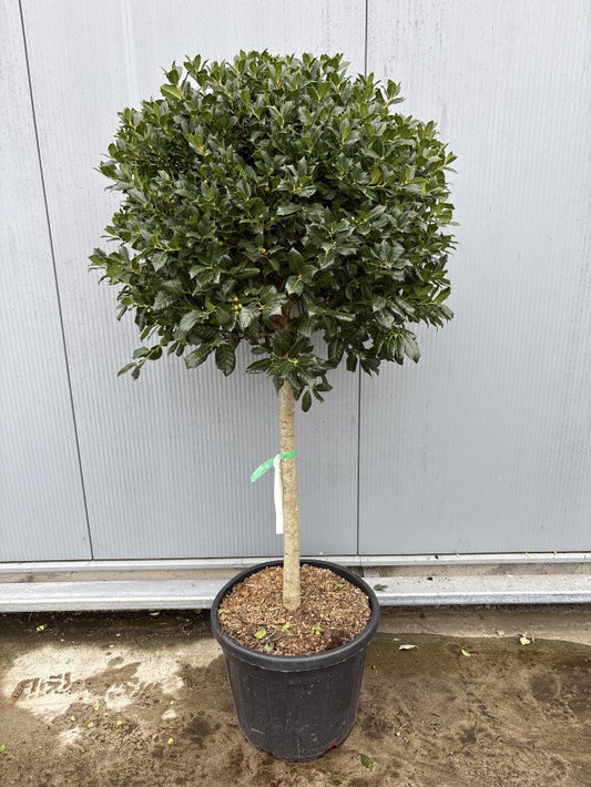 Ilex Aquifolium Nelly Stevens Stam / C55 - 190cm-Easy Garden Centre