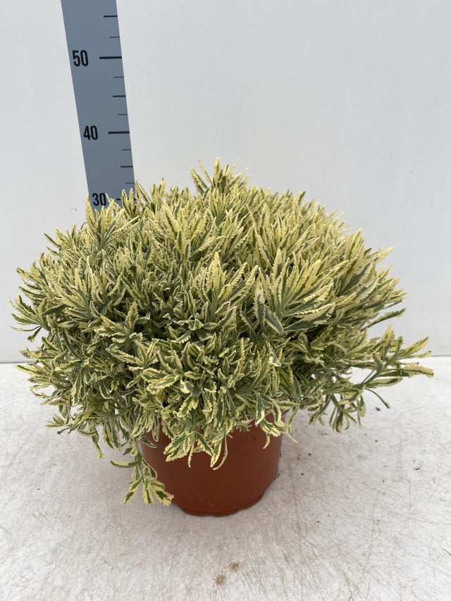 Lavandula Dentata Variegata / P23 - 40cm