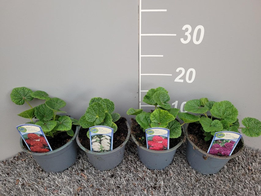 Alcea Rosea Mix / P13 - 25cm-Easy Garden Centre