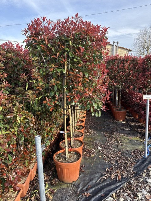 Photinia Fraseri Red Robin Frame On Stem / C25 - 210cm-Easy Garden Centre